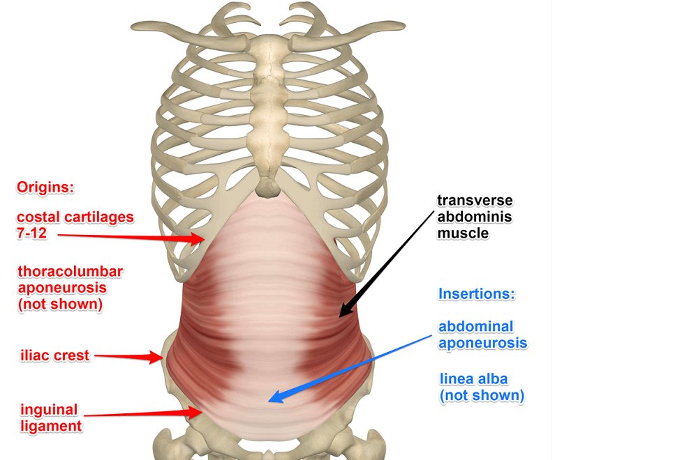 drdozellodc's tweet photo. Transverse Abdominis
Dr Donald A Ozello DC of Championship Chiropractic
#core #coreanatomy #deepcore #anatomy #anatomyandphysiology #transverseabdominis #abs #abdominals #transverseabs #abdominals #transverseabdominals https://t.co/smL1fYQiez https://t.co/YEOrCK2Abg
