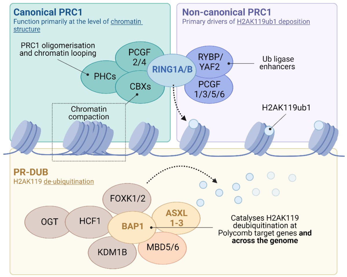 Epigenomes's tweet image. Good Paper Recommendation:
#RINGs, #DUBs and #Abnormal Brain Growth—Histone #H2A Ubiquitination in Brain Development and Disease by Robert Scott Illingworth et al.

mdpi.com/2075-4655/6/4/…

#chromatin; #epigenetics; #neurodevelopment; #H2AK119ub1