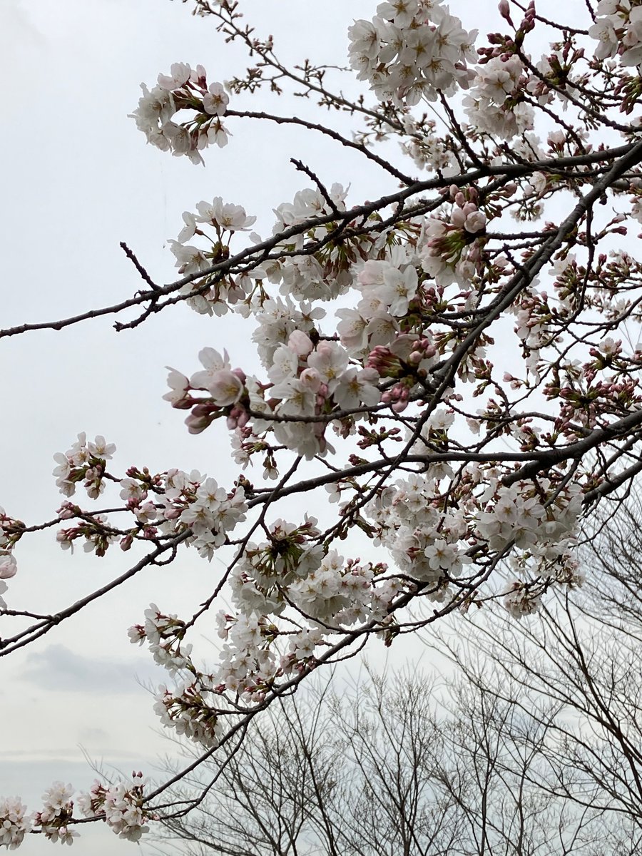「桜がチラホラ〜 」|斉藤コーキ🎃Kouki Saitouのイラスト