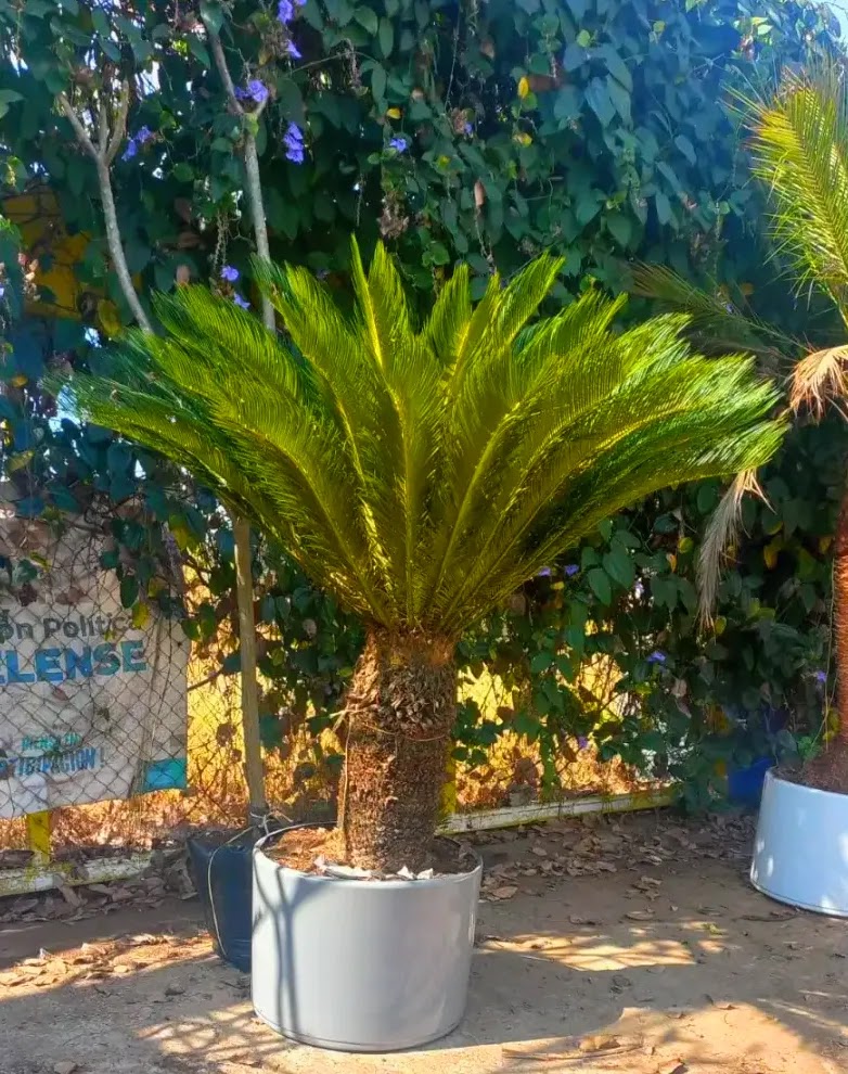 FlorVivero's tweet photo. ⚡️PALMA CYCA REVOLUTA.
#viverolaflordemorelos #palmacyca #palmacycarevoluta #cycas #cyca #cicas #palmas #palma #viveros #viverosenmorelos #viverosencuautla #viverosenyautepec #viverosencocoyoc #viverosencasasano https://t.co/UONA4mkQ96