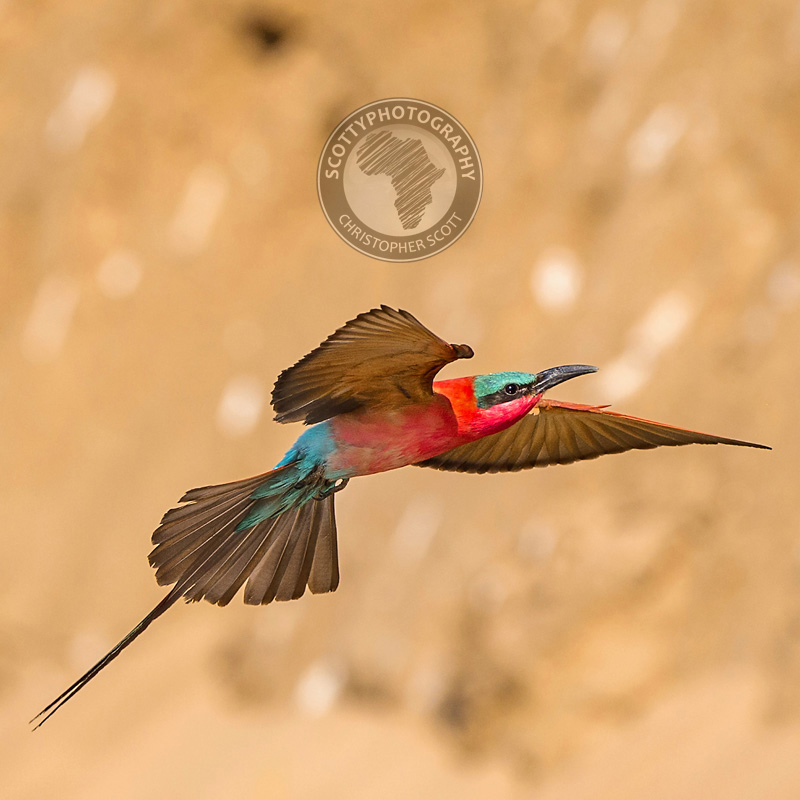 Brighten up your home or office space with these energetic, beautiful Bee Eaters! Available as 50cm x 50cm canvas prints ready to hang straight on the wall! $40 per canvas or $100 for 3. Inbox me for more info and to order! #fineartprints #wildlifeart #beautifulbirds #scottyphoto