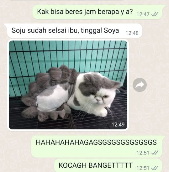 nathaliamwt's tweet photo. Kelakuan tempat grooming gue😂😂😂😂😂😂😂😂😂😂😂😂😂😂😂😂😂😂

Soju bete dibikin kaya Dinosaur🤣🤣🤣🤣🤣🤣🤣🤣🤣🤣🤣🤣🤣🤣🤣🤣🤣🤣🤣🤣🤣🤣🤣🤣🤣🤣🤣🤣🤣🤣🤣🤣🤣🤣🤣🤣 https://t.co/xdIGfkLvc1