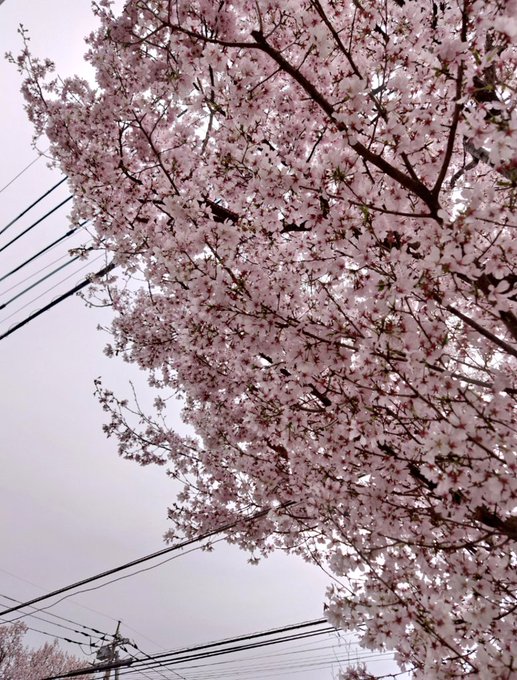 腰ポキと断髪のかえりに

めっちゃさくらさいてんじゃんじょんよ! 