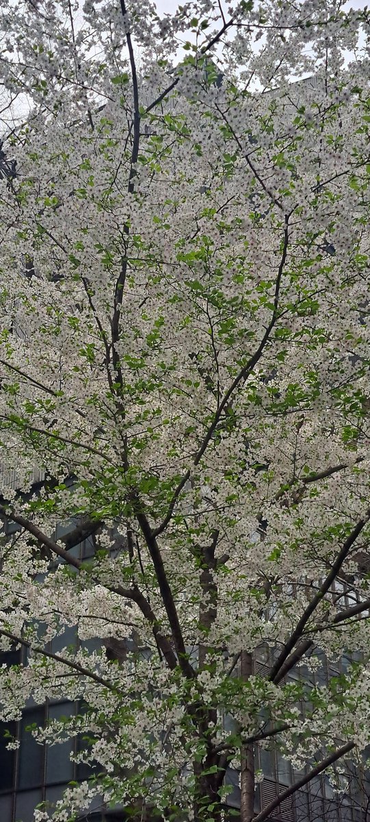 6941yoko's tweet image. 桜三昧🌸からlistening 🙋‍♀️
#3djs 
#TeamVKS #interfm897
 #根津