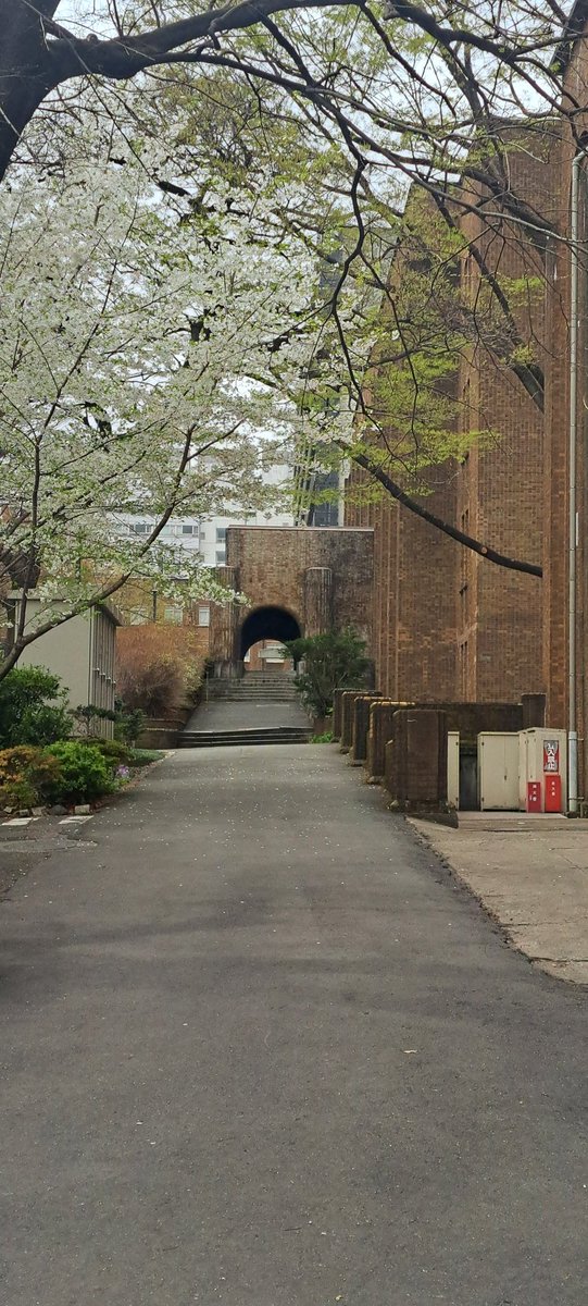 6941yoko's tweet image. 桜三昧🌸からlistening 🙋‍♀️
#3djs 
#TeamVKS #interfm897
 #根津