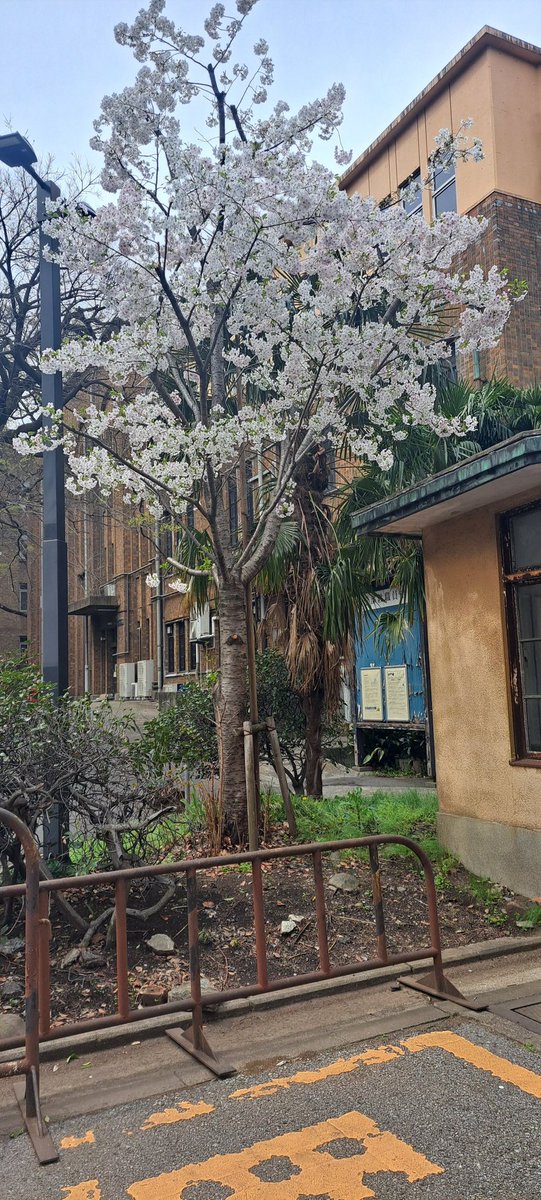 6941yoko's tweet image. 桜三昧🌸からlistening 🙋‍♀️
#3djs 
#TeamVKS #interfm897
 #根津