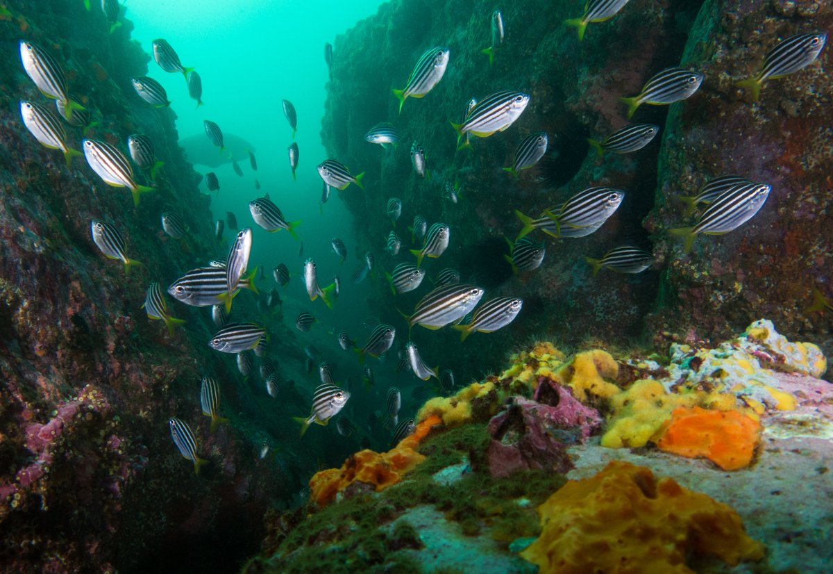 Sydney Institute of Marine Science (@sims_australia) on Twitter photo Excited for the release of the most comprehensive ecological review of Gamay (Botany Bay) to date, identifying knowledge gaps & research opportunities. Read it: sims.org.au/research/flags… <a href="/IanPotterFdn/">IanPotterFoundation</a> <a href="/RecBoatFish/">Recreational Boating & Fishing Foundation</a> <a href="/willfig/">Will Figueira</a> @DRGRIB <a href="/MartinaADoblin/">Prof Martina Doblin</a> <a href="/DrKDafforn/">Dr Katherine Dafforn</a> @DrWilliamGlamore Excited for the release of the most comprehensive ecological review of Gamay (Botany Bay) to date, identifying knowledge gaps & research opportunities. Read it: sims.org.au/research/flags… <a href="/IanPotterFdn/">IanPotterFoundation</a> <a href="/RecBoatFish/">Recreational Boating & Fishing Foundation</a> <a href="/willfig/">Will Figueira</a> @DRGRIB <a href="/MartinaADoblin/">Prof Martina Doblin</a> <a href="/DrKDafforn/">Dr Katherine Dafforn</a> @DrWilliamGlamore