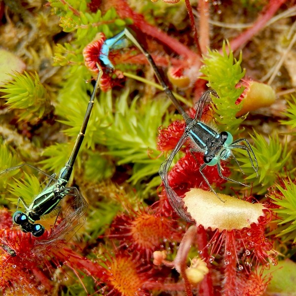 vlinderNL's tweet image. #lantaarntje, de #juffer die centraal staat vandaag in #libellente van @KatsmanJan kun je echt overal tegenkomen, zelfs bij smerige watertjes. Maar als je er tientallen ziet is het een indicatie dat het wel goed zit met de waterkwaliteit. vlinderstichting.nl/lantaarntje