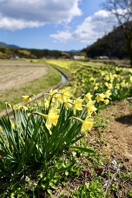 五箇地区のスイセンが今年も綺麗に咲いてます。#隠岐 #離島 #風景 #花のある風景 #のどかな風景 #歩きたくなる道 #