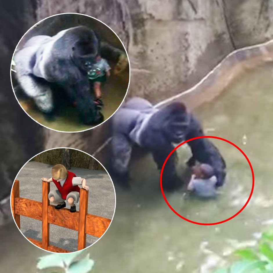 ภาพที่เห็นอยู่นี้เป็นหนึ่งในคดีการตายของลิงตัวนึงที่กลายเป็นประเด็นไปทั่วโลก เมื่อมีครอบครัวนึงพาลูกไปเที่ยวสวนสัตว์ แต่แล้วลูกกลับตกลงไปในกรงของลิงกอริลล่า และสิ่งที่เจ้าหน้าที่ตัดสินใจทำคือการยิงสังหารลิงตัวนี้ทิ้งทั้งที่ยังไม่ทันเกิดอะไรขึ้น! (มีต่อ)