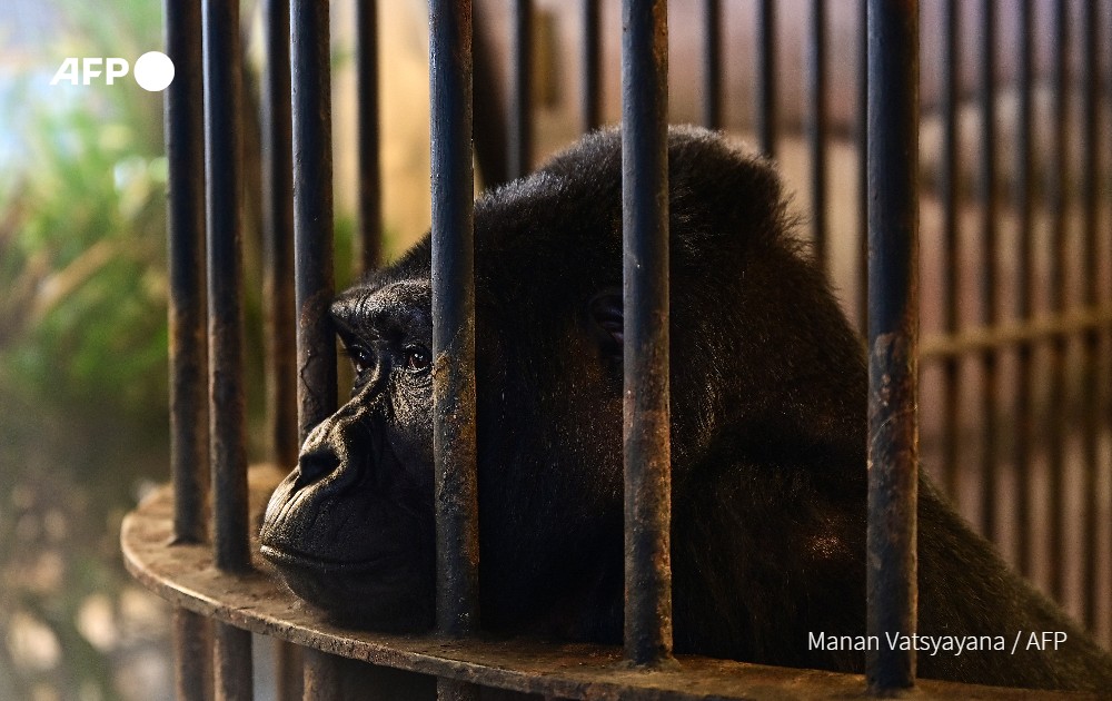 Thailand's "shopping mall gorilla" has sat alone in her cage for 30 years in Pata Zoo, located above a Bangkok mall, despite activists' campaigns to release her.

u.afp.com/i7VK