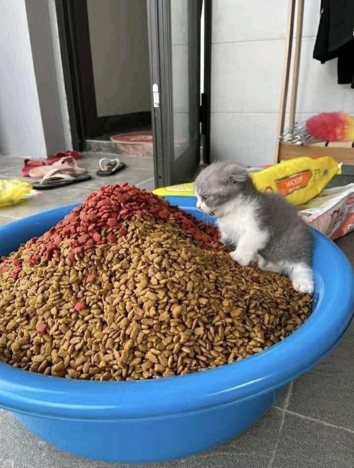 kochengfs's tweet image. 🐈 "kapan lagi mumpung blm puasa"
cr: shouldhavecat