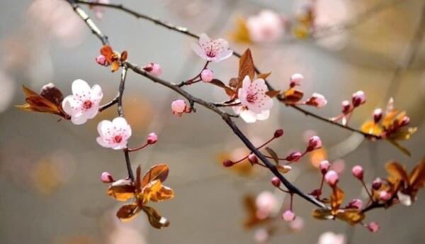 HOŞGELDİN BAHAR
Bahar tazelenme, yenilenme ve doğanın yeniden ayağa kalkmasıdır. Baharın habercisi olan #NevruzBayramı içinde bulunduğumuz zor günleri geride bırakmak için hepimize umut olsun.
