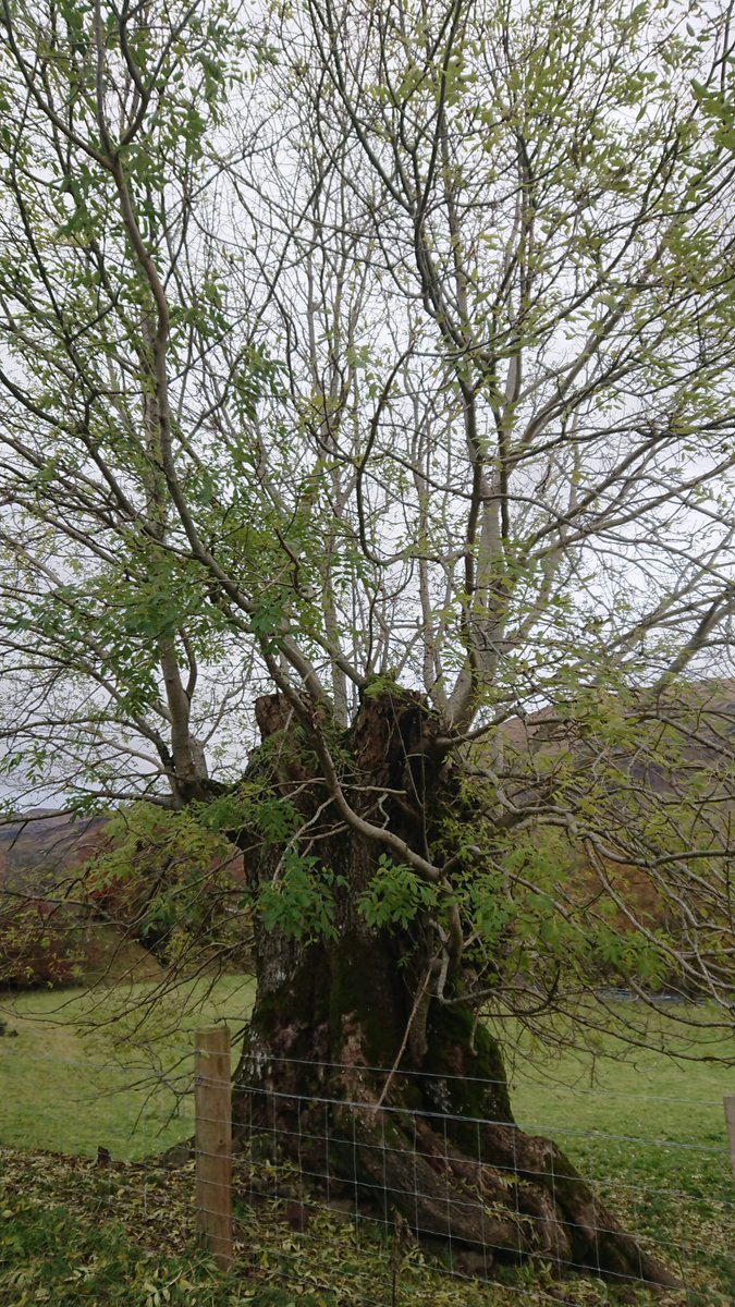 This #thicktrunktuesday ash is not much of a looker, but it is possibly the thickest ash I've seen in the UK. It may once have had an impressive crown, but there's beauty in how trees cling on to life. This is in Glenlyon in beautiful Perthshire, Scotland.