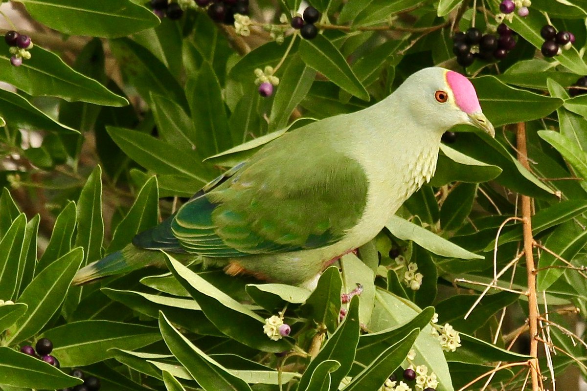 #BirdsSeenIn2023 A Vanuatu gem is the Red-bellied Fruit Dove (Ptilinopus greyi ). Vanuatu's birds seem to have fared reasonably well despite the combined effects of Cyclones Judy and Kevin in early March. <a href="/Britnatureguide/">The British Nature Guide</a> <a href="/birdsoftheworld/">Birds of The World: The Cornell Lab</a> #Vanuatu
<a href="/GSBioblitz/">GreatSouthernBioblitz</a> <a href="/Pacific_Birds/">Pacific Birds</a>