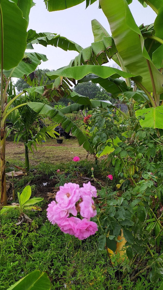 AHOrganicFarm's tweet photo. Flowers are very important for our atmosphere and pollinators.

Beautiful 🌹

#organicfarmingtips
#GrowYourOwnFood
#GrowwithOoredoo https://t.co/TL9rbiy5jY