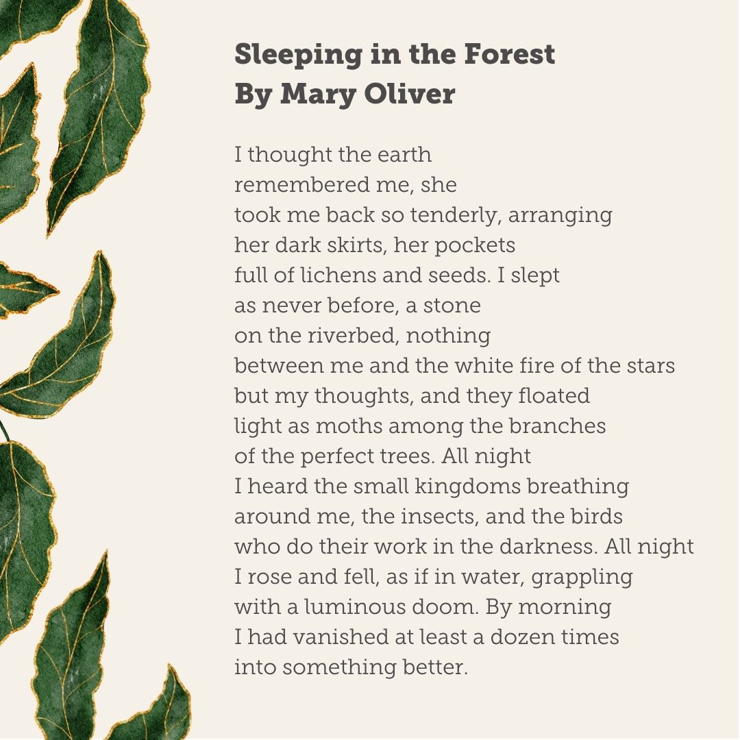 SACertForestry's tweet photo. In honour of #InternationalDayOfForests and #WorldPoetryDay we are sharing some of our favourite poems about #Forests. ✍️ 

Do you have a favourite poem? 💚 We would love to hear it. Please comment below 👇 https://t.co/A1g71RytbB