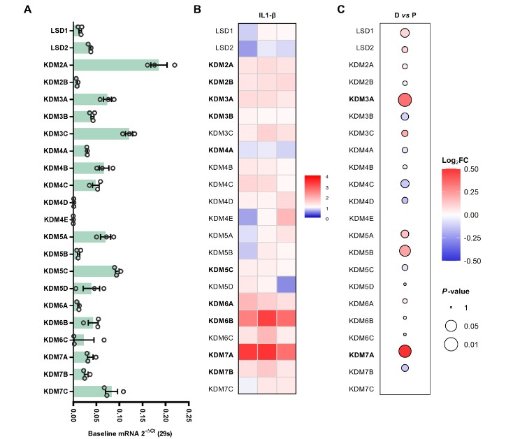 What is new on #osteoarthritis? ▶️ OA is linked to deficient methylation on H3K79 ▶️KDM7A/B demethylase regulated H3K79 methylation status ▶️KDM7A/B inhibition counteract H3K79me deficiency -> protection against disease 🔗 bit.ly/3FwMOx1