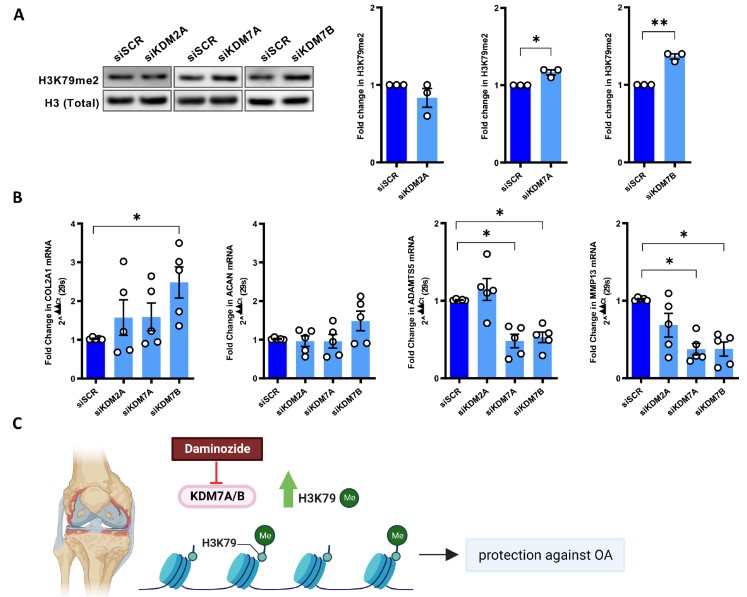Annals of the Rheumatic Diseases tweet media