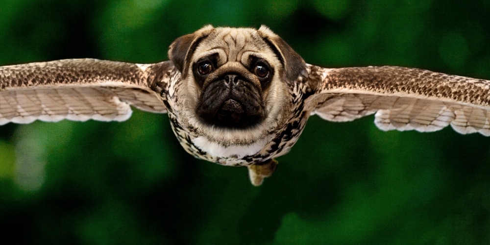 PetasticPets's tweet photo. That`s just superb!
 #pets #dogs #cats #familypets #petastic #doglovers #catlovers #petlovers #dogsandcats #petslife #cutepets #cutedogs #cutecats #funnydogs #catmemes #dogmemes #funnycats #lovelypets #lovelydogs #lovelycats https://t.co/vL8AiBsXI5
