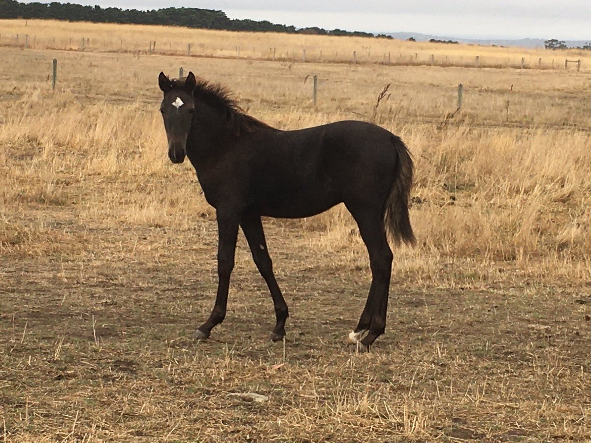 hurlzwithcurlz's tweet photo. Just watched this colt pace across the paddock flat out and he didn’t miss a beat. These are the small things that keep you dreaming. #Clancy #TheStormInside #SierraGem #PoetryInMotion https://t.co/JK7TIkM5WH