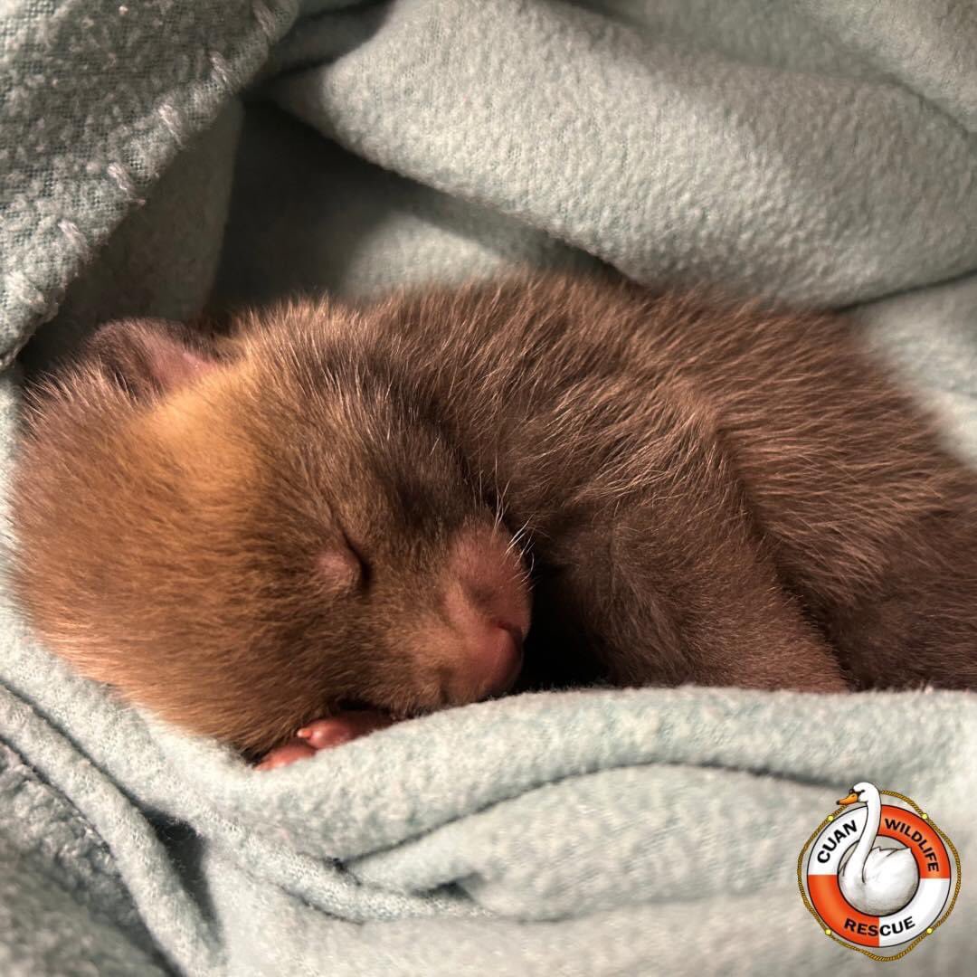 Cuan Wildlife Rescue tweet media