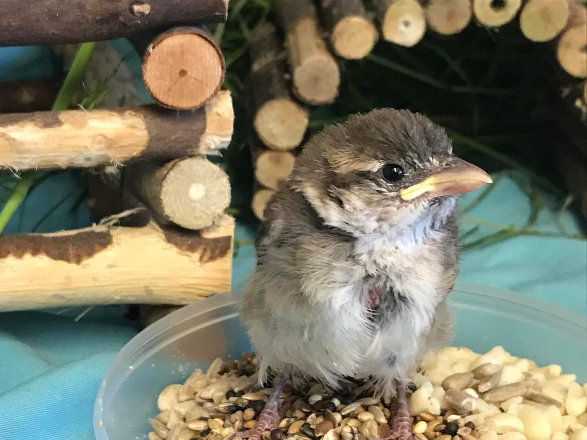 Cuan Wildlife Rescue tweet media