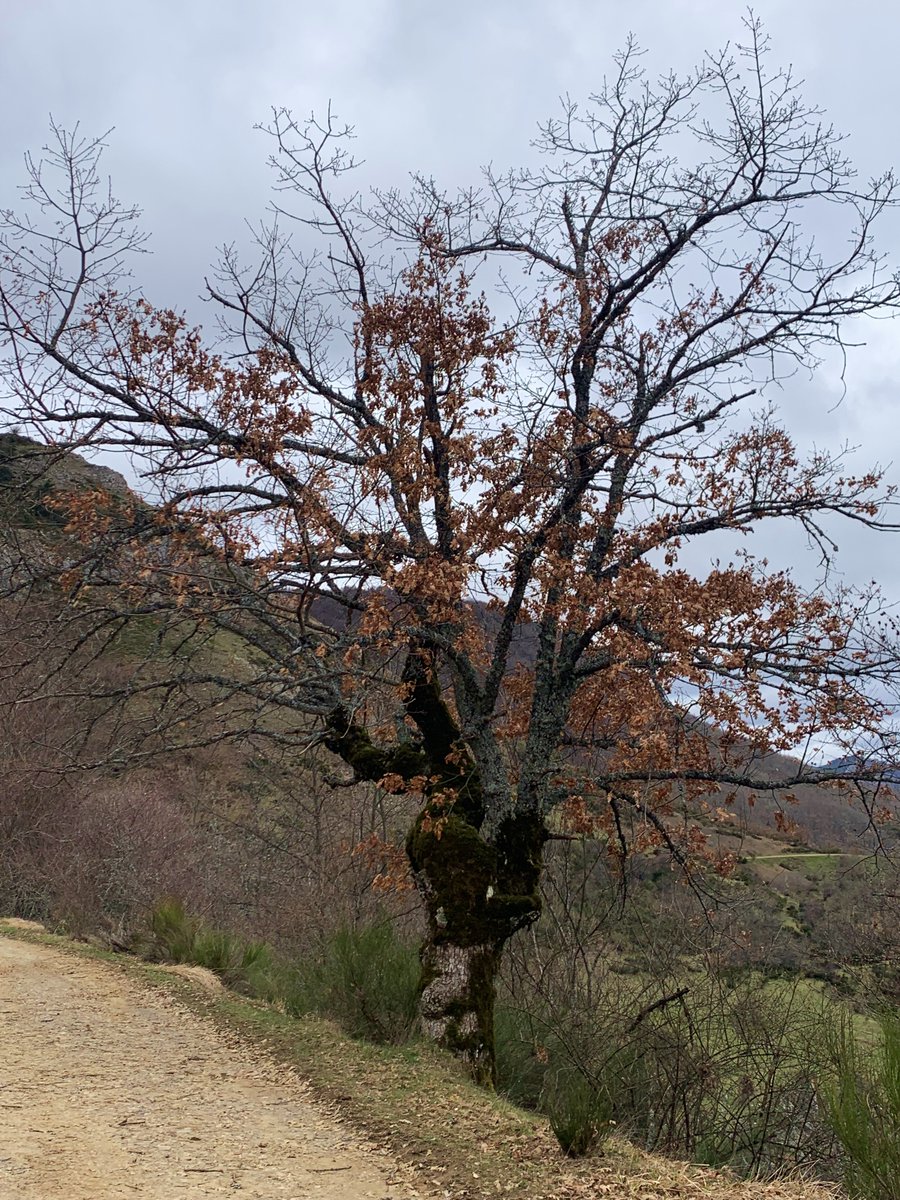 Gabrielaespiral's tweet photo. "El pensamiento más profundo sobre algo es también amor a ese algo.(...) Pensamiento y amor son casi la misma cosa. La poesía lo sabe y lo muestra."

"Los poemas,como los árboles amados,nos hacen sentir más vivos a su sombra."

(Juarroz)

Día Mundial de la Poesía y de los Bosques https://t.co/oYrz3GK02E