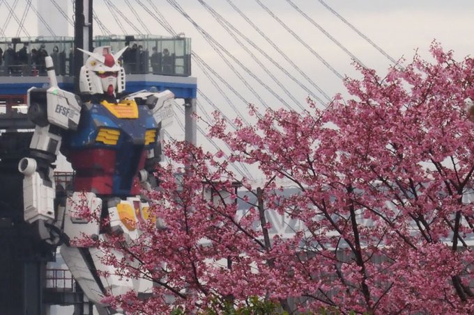 そしてもう一本、こちらは横浜緋桜という種類。桜を愛でるガンダムさん。以上、ホテルニューグランド前からでした。#ガンダファ