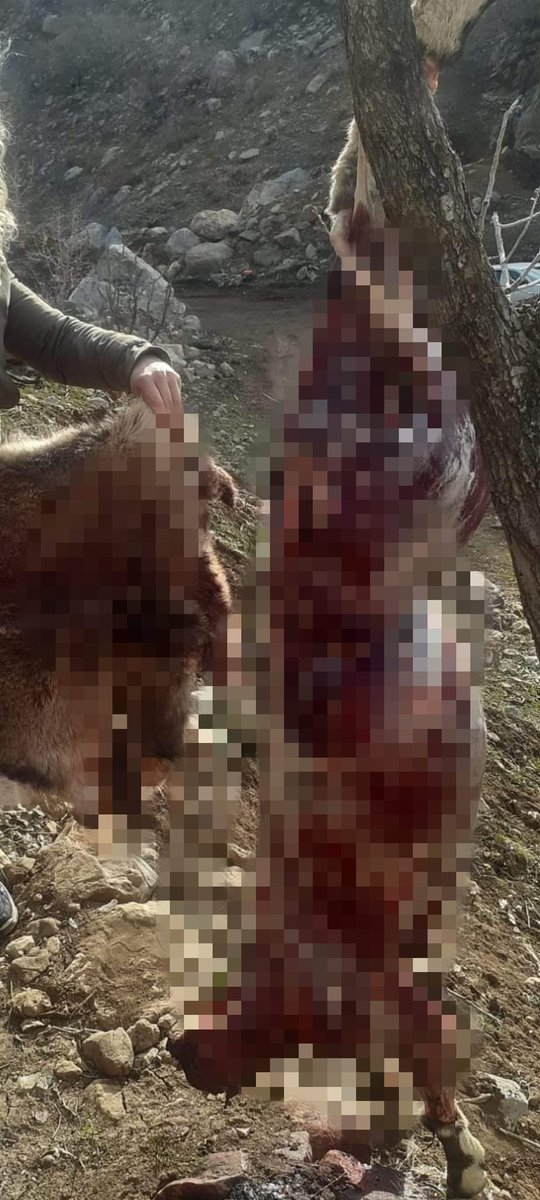 nihalerkoc06's tweet photo. Av CİNAYETTİR!
Şırnak'ta yaban keçisini ÖLDÜRÜP DERİSİNİ YÜZEN vicdansız yakalandı.
Şırnak Cudi Dağı Kinişir Tepe mevkii.
Vicdansıza 10.900 TL idari para cezası ile 250.000 TL tazminat cezası uygulanarak adli süreç başlatıldı. https://t.co/7MSIc4r2lN