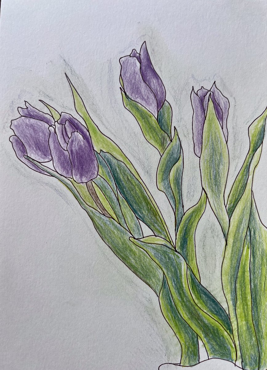 Spring tulips 🌷 #colouredpencil #art #springflowers
