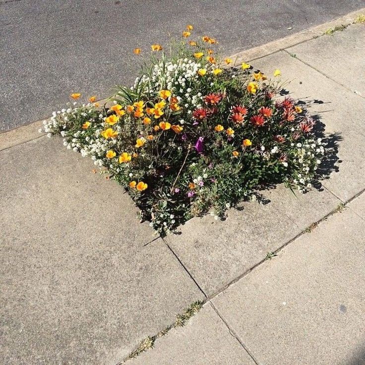 🌿🌼🧺 tweet media