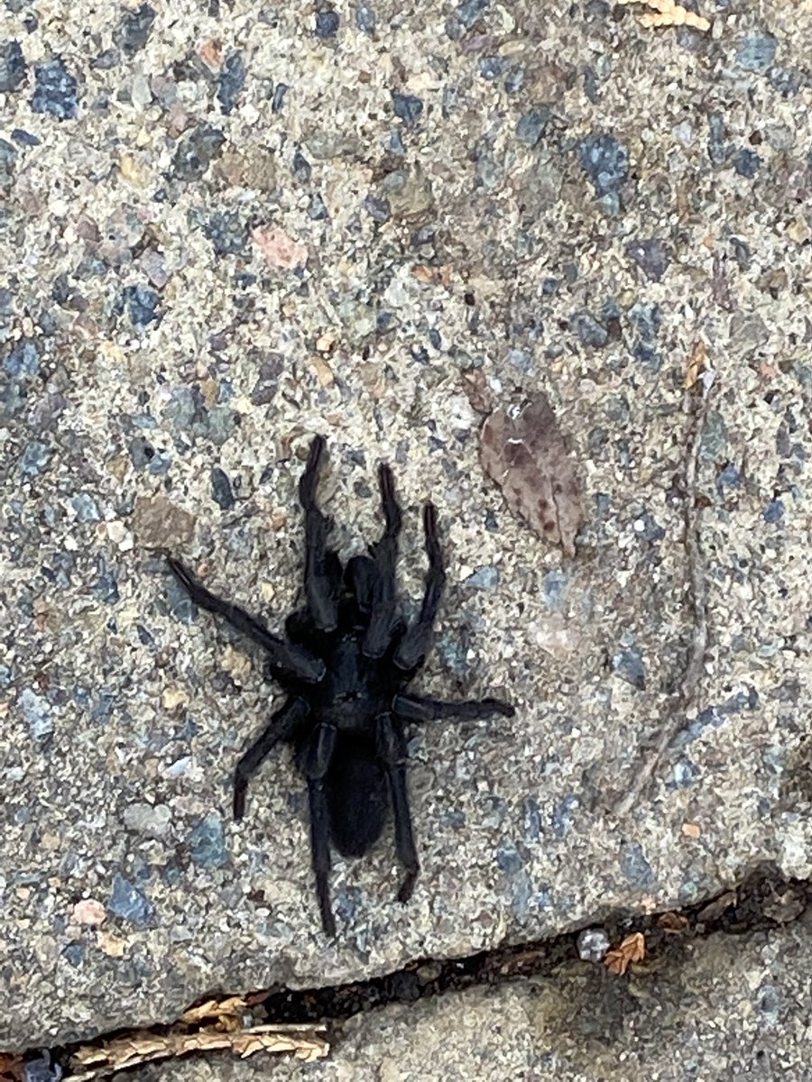 Luke Carr tweet media