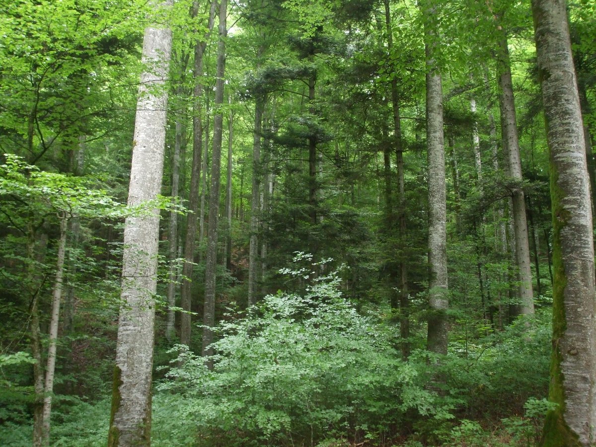 Happy (Continuous Cover) #ForestDay to all of you!