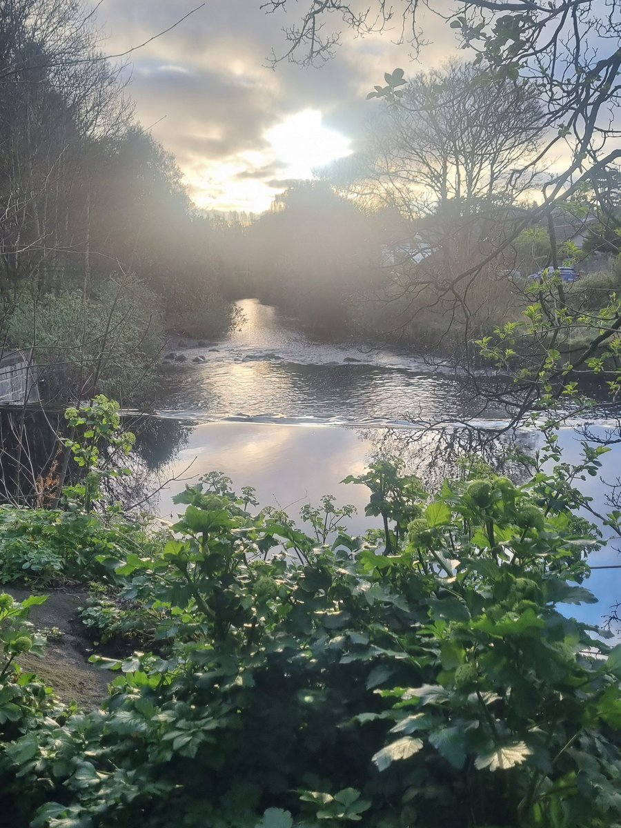 MaeveMcMahon's tweet photo. #day74 gorgeous early morning walk by #TheDodder this morning #100daysofwalking @NTBreakfast @NewstalkFM https://t.co/ba7cpctRRS