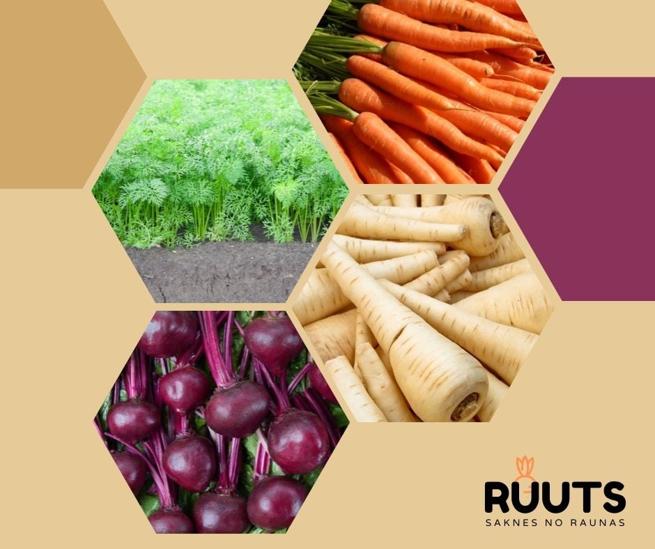 karotitelv's tweet photo. ‼ Karotītēm pievienojusies saimniecība Ruuts, kas atrodas gleznainā vietā netālu no Raunas Staburaga! 😍Apsveicam!👏🥔🥕Pēc integrētās audzēšanas principiem tiek audzēti lauka dārzeņi, katram piemērojot atbilstošas mēslošanas un augu aizsardzības aktivitātes.🇱🇻 #AtbalstiVietējo https://t.co/zyXO0xNcdq