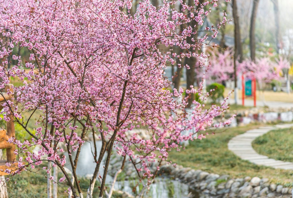 LinyiOfficial's tweet photo. The #SpringEquinox, the fourth term of the year indicating that day and night are equal length, starts today. How do you celebrate the day? Let’s enjoy the beautiful spring scenery in #Linyi. #SpringInLinyi https://t.co/mnSmsTct4k