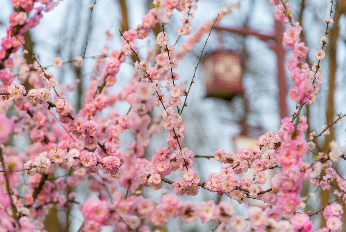 LinyiOfficial's tweet photo. The #SpringEquinox, the fourth term of the year indicating that day and night are equal length, starts today. How do you celebrate the day? Let’s enjoy the beautiful spring scenery in #Linyi. #SpringInLinyi https://t.co/mnSmsTct4k