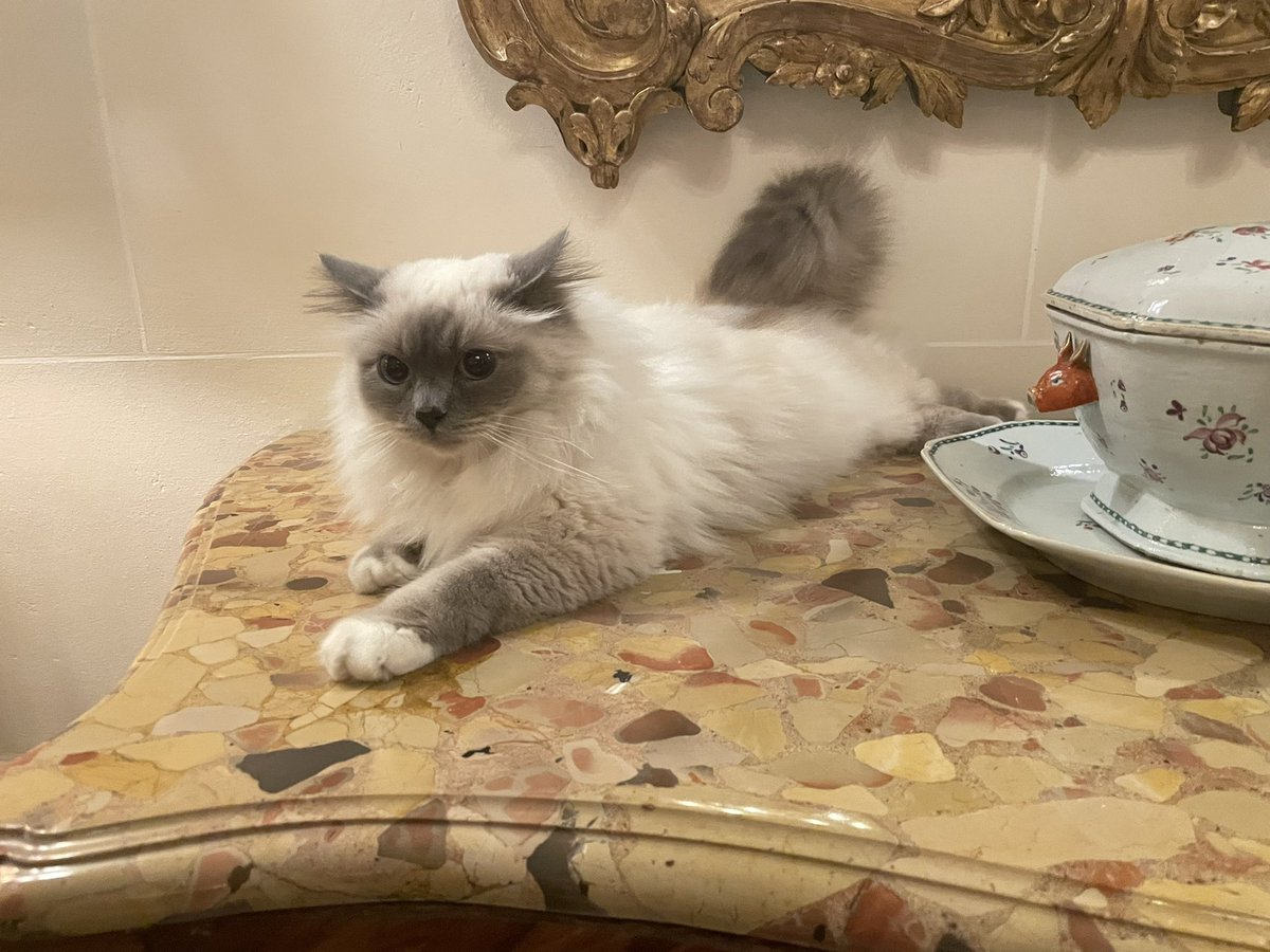 hazelstar.eth | 🦇🔊 tweet media