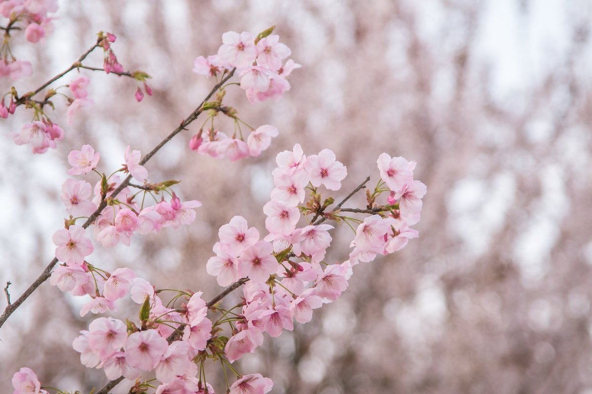 LinyiOfficial's tweet photo. The #SpringEquinox, the fourth term of the year indicating that day and night are equal length, starts today. How do you celebrate the day? Let’s enjoy the beautiful spring scenery in #Linyi. #SpringInLinyi https://t.co/mnSmsTct4k