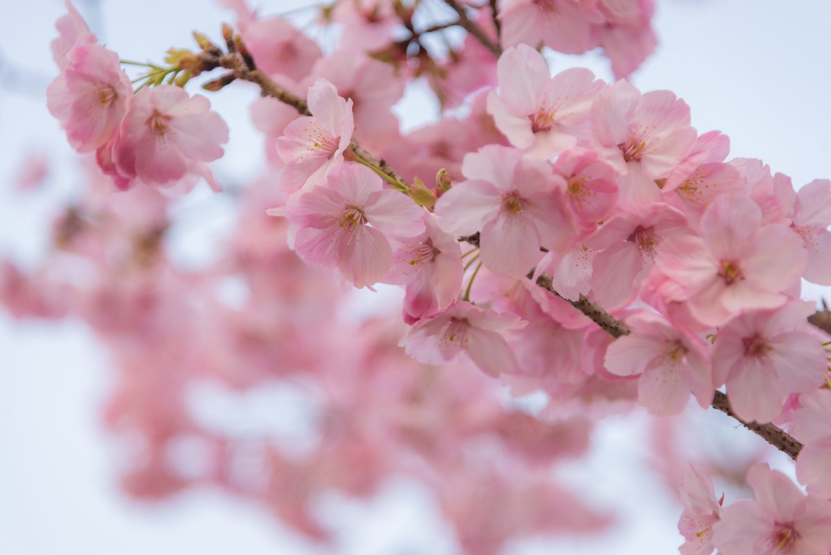 LinyiOfficial's tweet photo. The #SpringEquinox, the fourth term of the year indicating that day and night are equal length, starts today. How do you celebrate the day? Let’s enjoy the beautiful spring scenery in #Linyi. #SpringInLinyi https://t.co/mnSmsTct4k