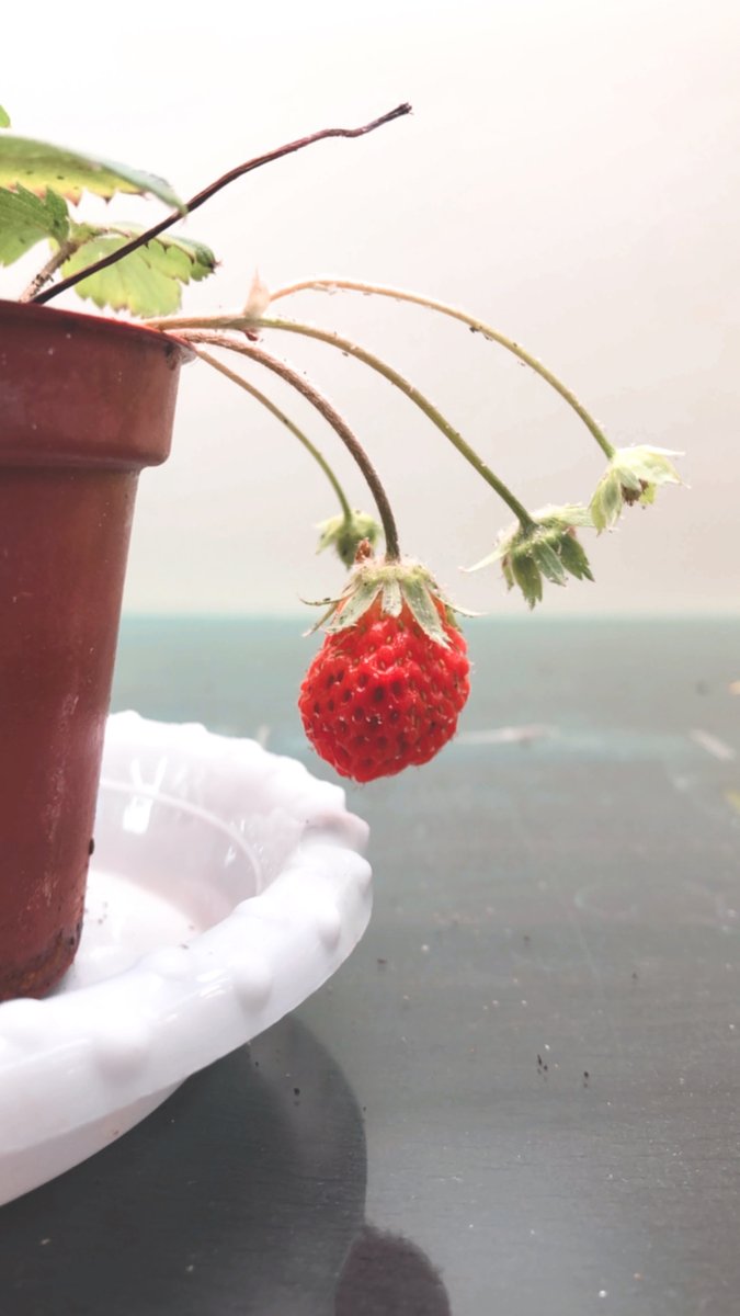 nikki_tr_web_tw's tweet photo. 用日機植物燈照顧的草莓紅透啦!好有成就感呀!🍓🍓🍓
#春分 #好的開始 #果實一直生耶 #最喜歡吃草莓啦
-
Look at this juicy strawberry using Nikki grow light for plants!
I had a sense of accomplishment🍓🍓🍓
#Springequinox #goodbeginning #keepfruiting #myfavoritefruitisstrewberry https://t.co/kdjfChlWI2