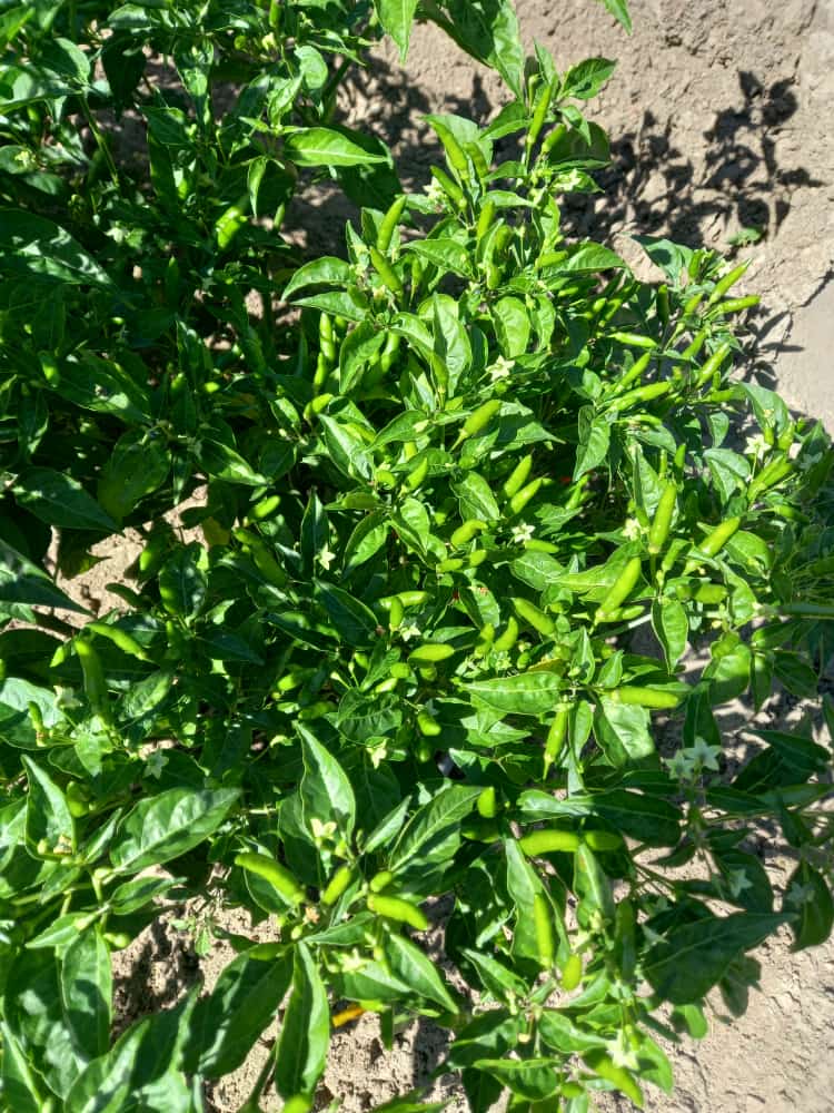 Scope4Ivc's tweet photo. Export potential &amp; competitiveness starts from the field! The 2022/3 #chili season is in progress with a promising crop in #Chivi district. @euinzim @Government_Zim  @MoFA_ZW @MoLAFWRD_Zim @AgritexS @ZimTradeAlerts https://t.co/ronMBkD1sj