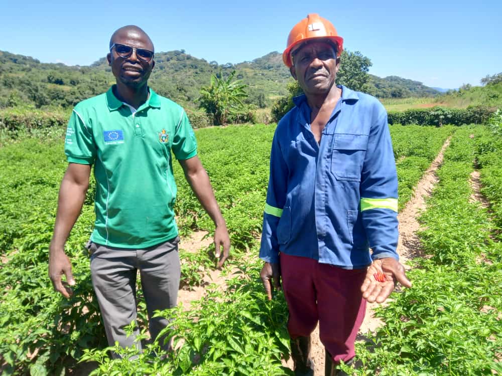 Scope4Ivc's tweet photo. Export potential &amp; competitiveness starts from the field! The 2022/3 #chili season is in progress with a promising crop in #Chivi district. @euinzim @Government_Zim  @MoFA_ZW @MoLAFWRD_Zim @AgritexS @ZimTradeAlerts https://t.co/ronMBkD1sj