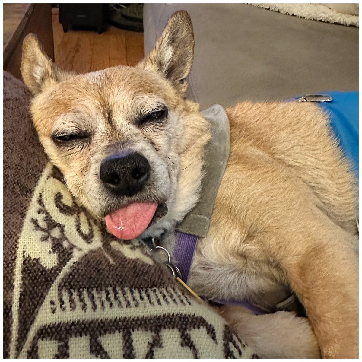 Late night, doing research for Skeleton Crew’s newest project and this is what I get to look at laying right next to me!  How do I get anything done with this much cuteness in my face!  No, seriously!  How?!  #cutenessOVERLOAD