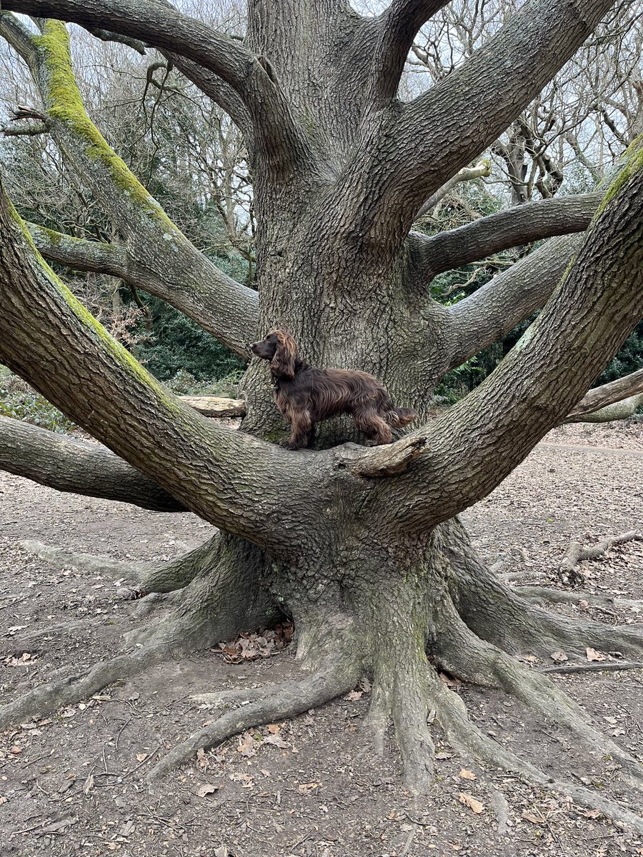 We love a good tree.