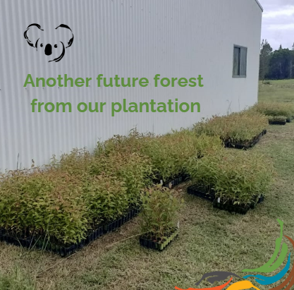 KoalaConservAus's tweet photo. Today is International Day of Forests. 
Conserving biodiversity and sustainably managing our forests is vital for all aspects of Earth's health, and that of our human populations. We're all responsible for preserving these precious natural resources. #internationaldayofforests https://t.co/GMvBMd99zE