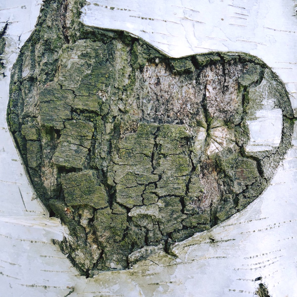 FireWomanJo1's tweet image. "To dearest mum and dad, you are both together again. All my love always, Rob XXXX" 🦋🌏💚🌍

#TreesofLove  Planting fruit trees in Siem Reap area for over 10 years 

facebook.com/groups/5524784…

#MemoryTrees