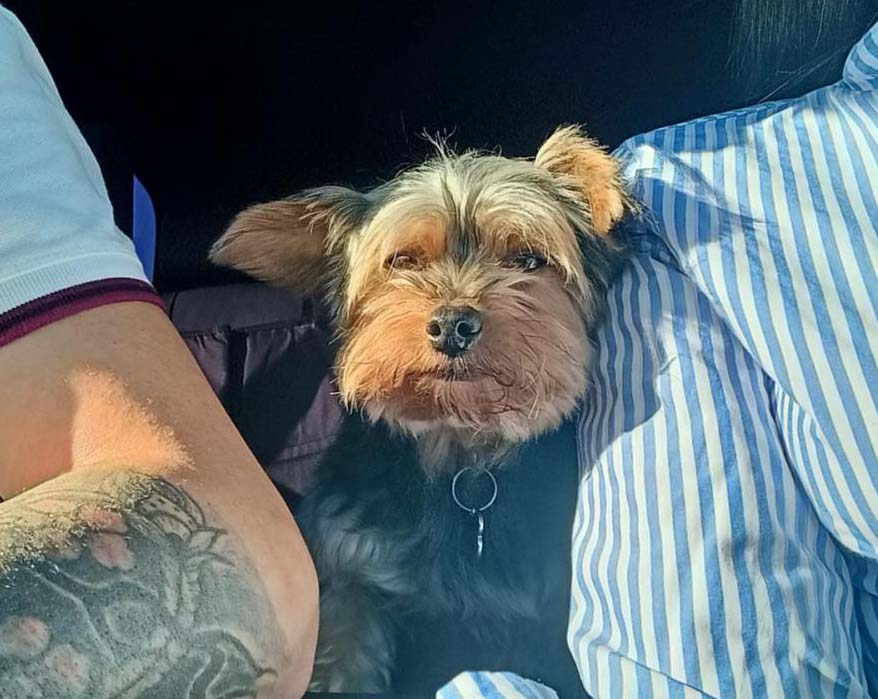 SE BUSCA A Ozzil PERRO perdido YORKSHIRE TERRIER el día 12-03-2023 en la localidad de Teo los tilos (La Coruña) -> buscomiperroperdido.com/perro-perdido/…