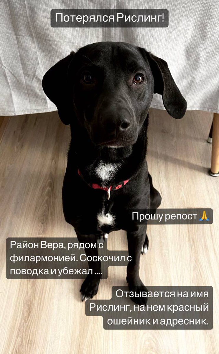ТБИЛИСИ!!! 
У друга потерялась собака в районе Вера, где филармония. Отзывается на кличку Рислинг 
Если найдете вот контакт instagram.com/yaretstattoo?i…
ретвит плиз!!